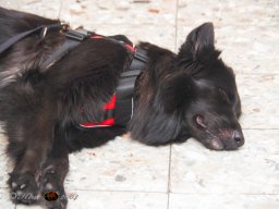 Der Dornbacher im GH Timo am 11.10.2025